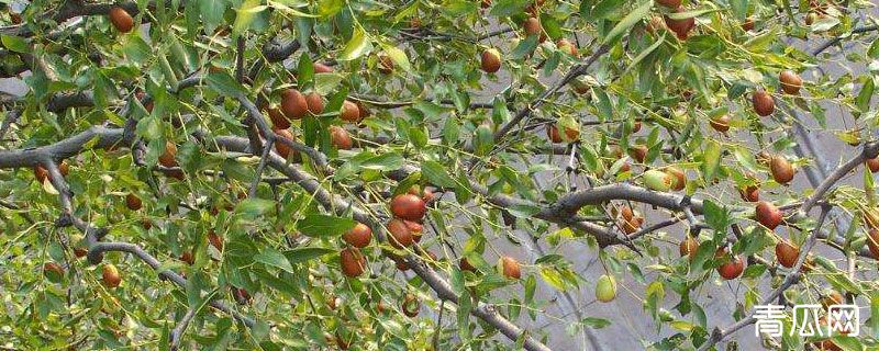 枣树嫁接时间和方法