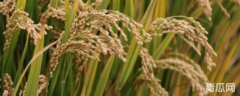 海水稻在哪个国家