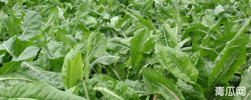 牧草菊苣亩产量