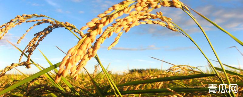 水稻钻心虫防治时间