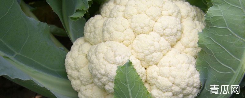 花椰菜要焯水吗