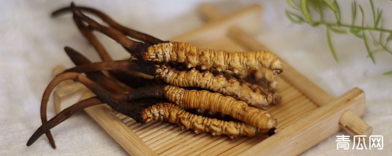 虫草假的怎么鉴定