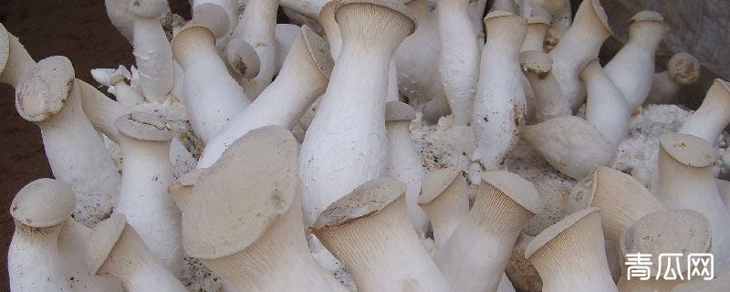 杏鲍菇自己能种吗