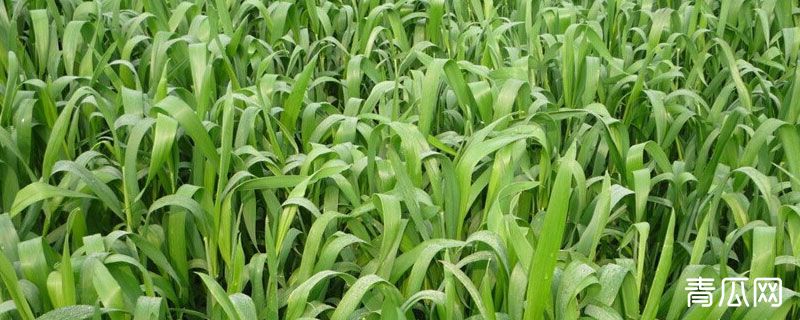 麦苗发黄原因及防治