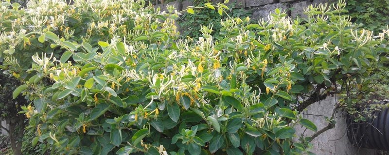 金银花土壤要求