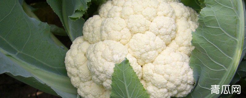 花椰菜农业生物学分类