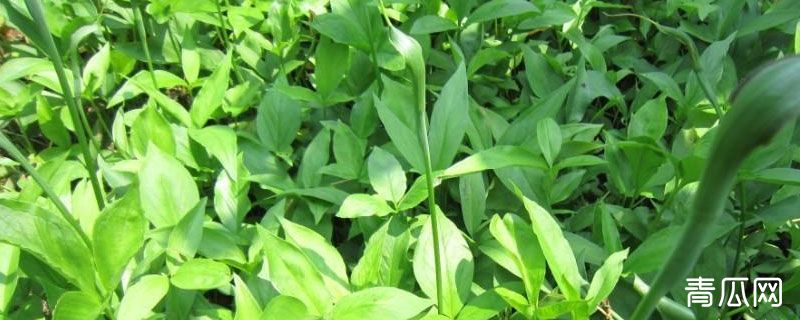 半夏能在北方种植吗