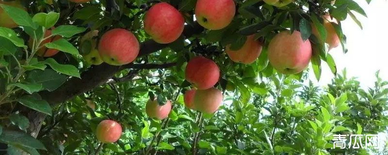 苹果树修剪时间和方法