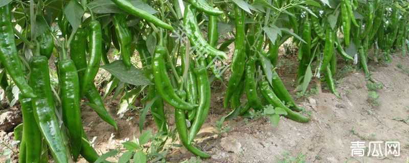 羊角椒种子如何下种