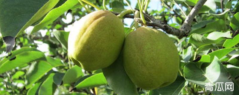 库尔勒的香梨什么时候出