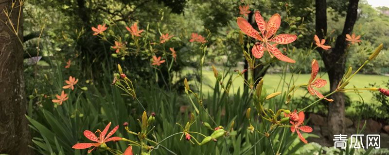 3年射干亩产量多少斤