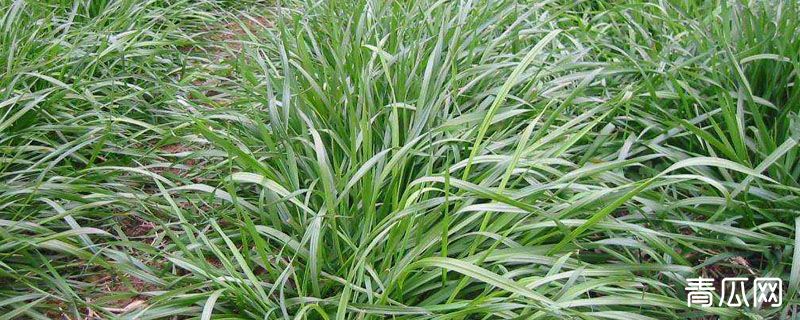 黑麦草怎样种植产量高