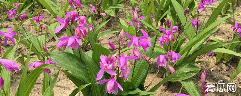 一亩要种植多少白芨