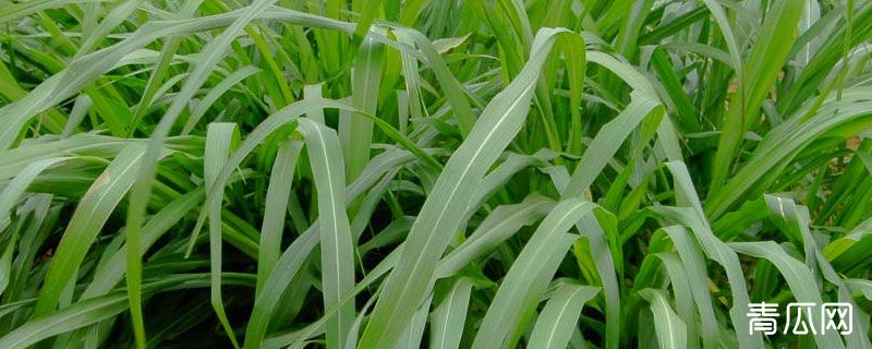 牧草打捆后怎么保存