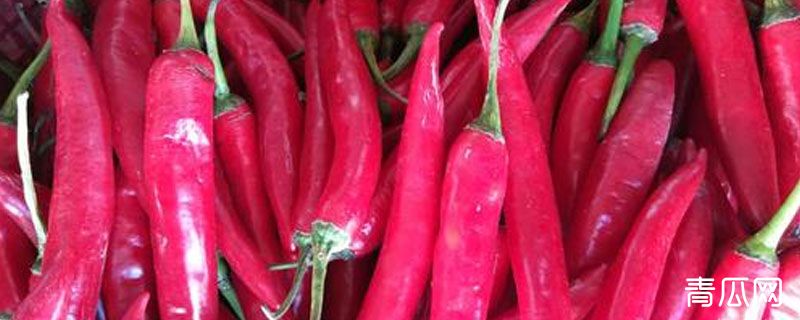 美人椒亩产量多少