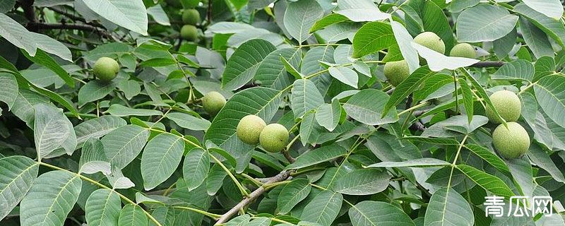 核桃树什么时候修剪好