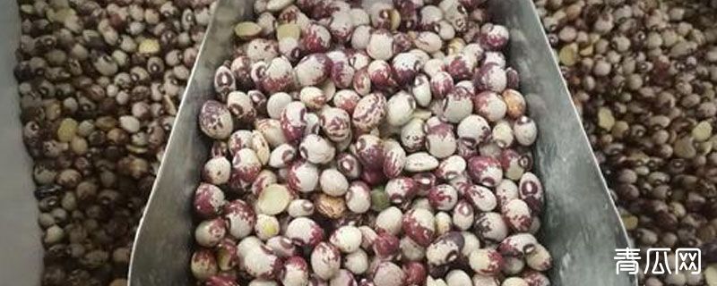 豇豆与熊猫豆的区别