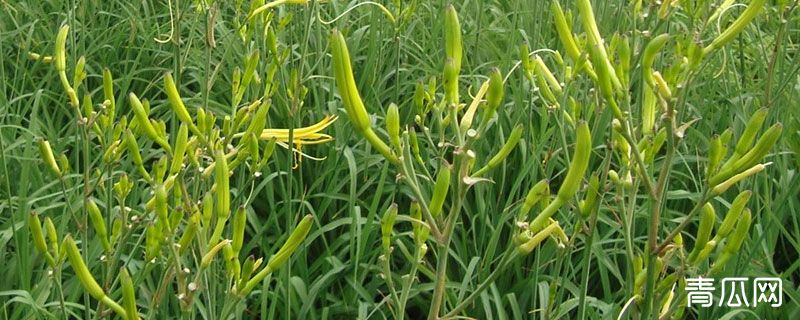 黄花菜如何加工处理