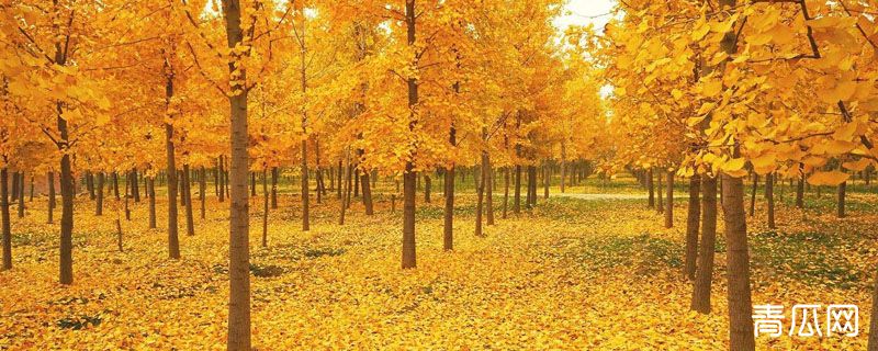 银杏树甘肃可以种吗