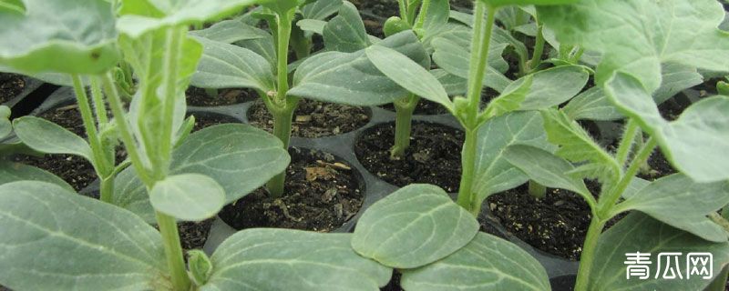 连续阴雨天怎样管理西瓜苗