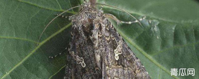 甘蓝夜蛾是什么害虫