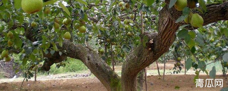 梨树环割时间及方法