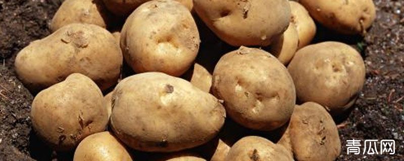 马铃薯无氧呼吸产物为什么是乳酸