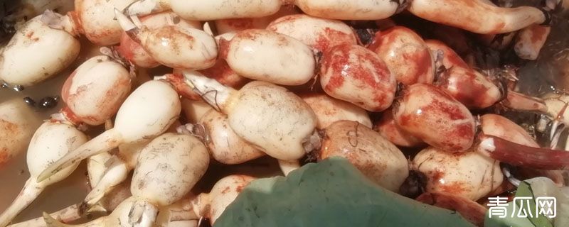 莲藕生长在水里吗