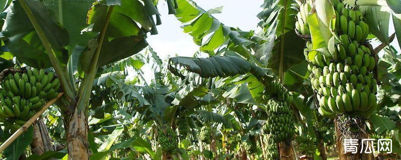 香蕉从种植到成熟需要多少个月