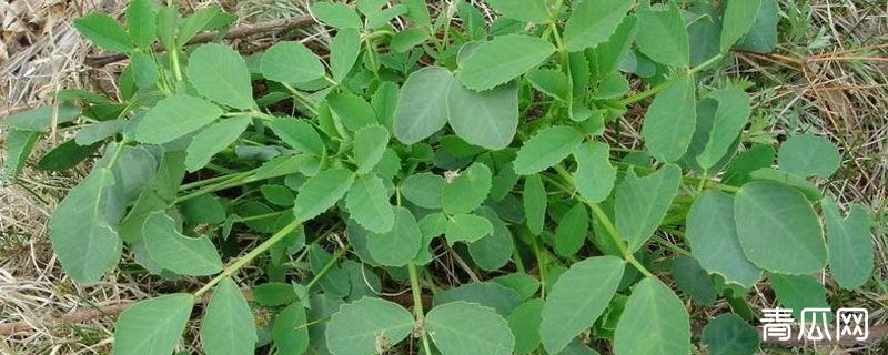 党参产地在哪里