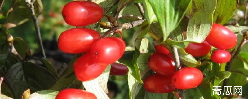 山茱萸是吴茱萸吗