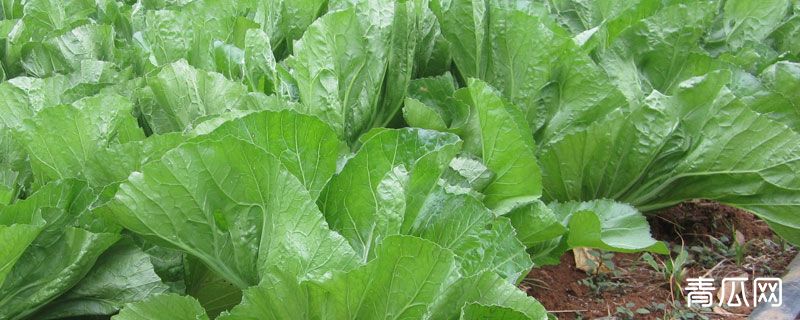 芥菜病虫害的防治