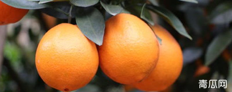 江西赣南脐橙在什么地方