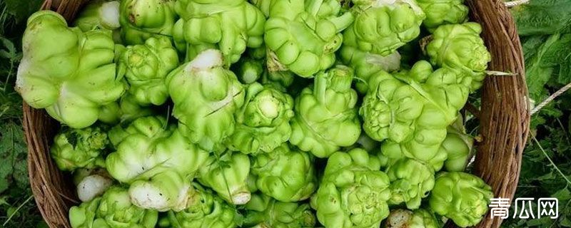 榨菜跟儿菜是一个东西吗