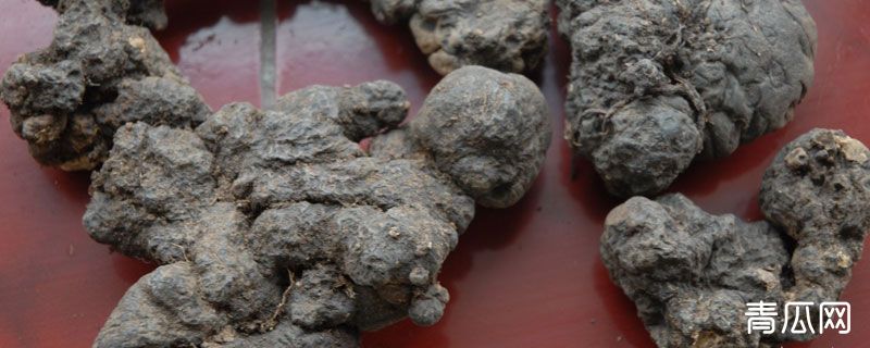 猪苓为什么去皮