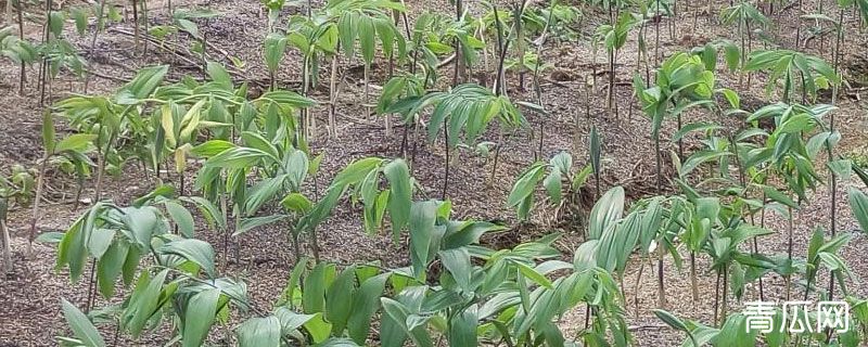 黄精地用什么除草剂