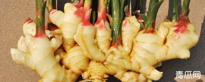 生姜亩产量多少斤