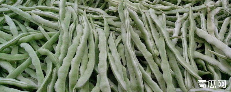 芸豆南方叫什么