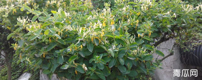 金银花冬天能移栽吗