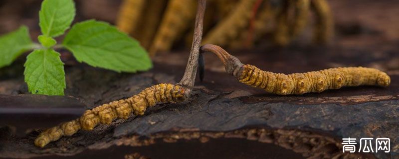 冬虫夏草大的和小的有什么区别