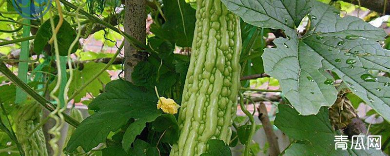 苦瓜发芽温度