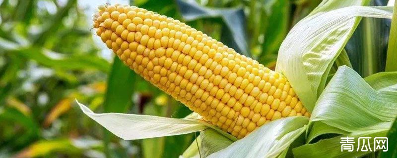 金博士813玉米品种