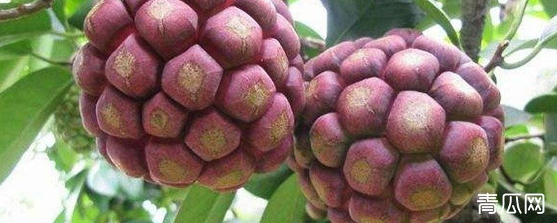 黑老虎水果种植条件