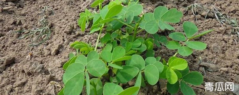 决明子草长什么样