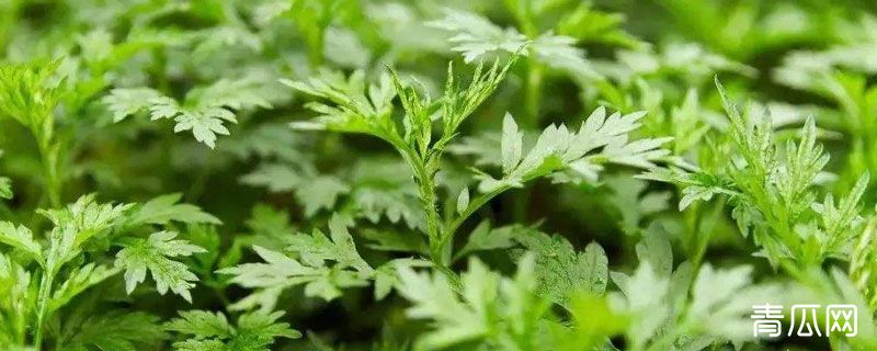 艾叶四大产地