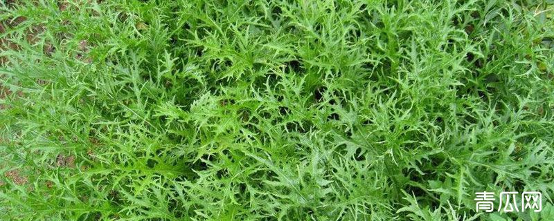 雪菜为什么有点苦