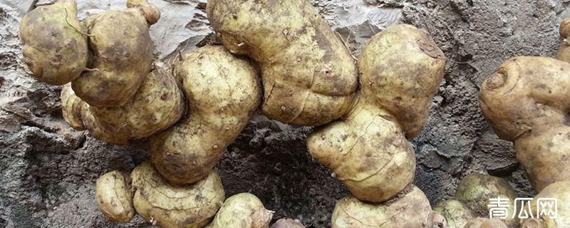 黄精为什么那么甜