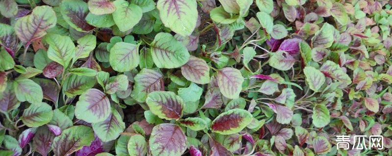 苋菜又叫什么菜