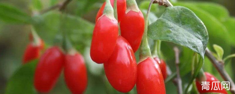 枸杞特级与特优级区别