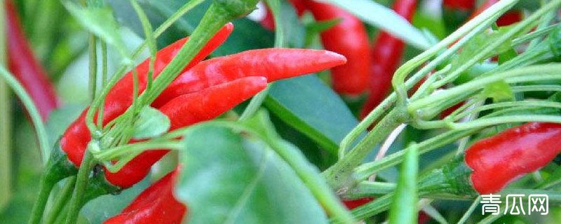七星椒是不是小米椒
